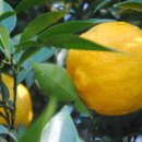 김민식농장 이미지