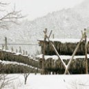 황태사랑덕장 이미지
