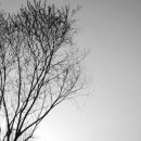 워낭소리 이미지