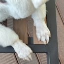 그루밍 호찌 이미지