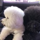 킹프림 애견샵 이미지