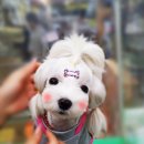 펫피아 애견 미용실 이미지