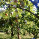 도담농원 이미지