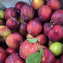 마감)맛있는 대석자두 판매합니다. 이미지