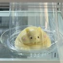 카페흔들다 | 탱그르르 푸딩맛집 대구카페 구삼커피 후기