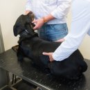 24시 더원 동물병원 이미지