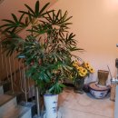 새만금꽃화원 이미지