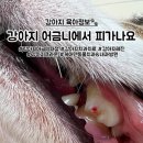 크라운 동물병원 | 어금니에서 피가 나요! 강아지 어금니 파절 원인과 케어덴동물치과&amp;내과병원 치과 레진, 크라운 치료 후기