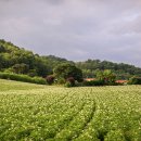 감자꽃필무렵 이미지