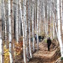 빛-자작나무 | 영양 자작나무숲 여행코스 총정리(+후기,팁)