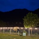 스테이위드독 이미지