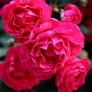 해뜨는장 이미지