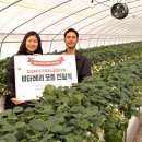 청년모종 이미지