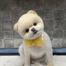 쁘띠아키 이미지