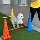 옐레드 하남미사점 | 하남애견유치원/옐레드 하남미사점ㅣ미사 애견유치원 추천