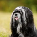 황제라사 이미지