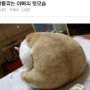 고양이 이미지