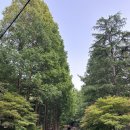 제 198회(7월) 정기산행: 장태산 형제봉 메타쉐콰이어 숲 트레킹 이미지