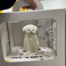 안양강아지입체케이크, 마시땡: 두치 생일 케이크 후기