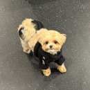 원퍼피 | 강아지분양 고민 끝! 원퍼피 송파점 실제 분양 후기