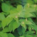 나리반점 이미지