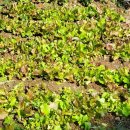 주완농장 이미지