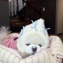 싱글멍글 이미지