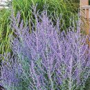 러시안 세이지(Russian Sage) 이미지
