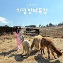 양일목장 | 가평 가볼만한곳 알파카 튜브썰매 카페가 있는 가평양떼목장