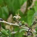 청도군-19 이미지