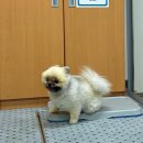 애월류가 이미지