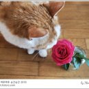 묘르신 이미지