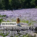 작은농원 | 경북 문경 문희농원 무료 개미취꽃 축제 개화상황 솔직 방문 후기