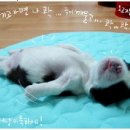지빠 이미지