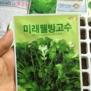 고수와 깻잎 이미지