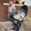 대형농장1호 이미지