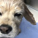 올리스24셀프목욕 이미지