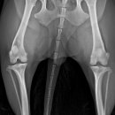 용인서현 동물병원 이미지