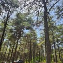 파인힐 캠프 이미지