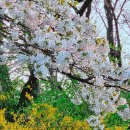삼산석유 - 부평구 | 인천 벚꽃 명소 굴포천 벚꽃 후기: 부평 청리단길 꼭 가봐야 할 사계절 감성 산책로