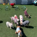 플레이독(애견유치원&호텔) 이미지