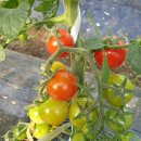 용비농장 이미지