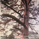 금강송한우프라자 이미지