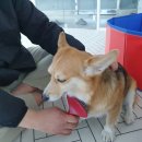 왈왈그루밍 이미지