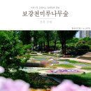 증평대교 앞 | 충북 증평 보강천미루나무숲 알록달록 꽃밭 바람불던 날