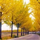 은행나무길 이미지