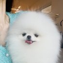 라페트 폼 이미지