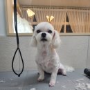 까까펫살롱 이미지