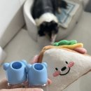 보틀노즈