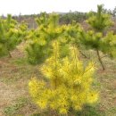 황금소나무농원 이미지